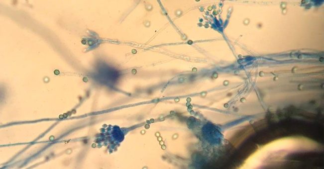 Schimmelpilze – nützlich und gefährlich!