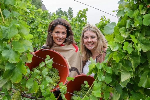 Weinlese 2025 in Franken ist eröffnet