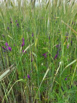 Strom und Wärme aus Schweriner Biogasanlage werden nachhaltiger