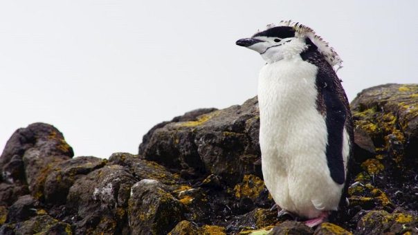 ABB Solarlösungen für den eisigen Kontinent