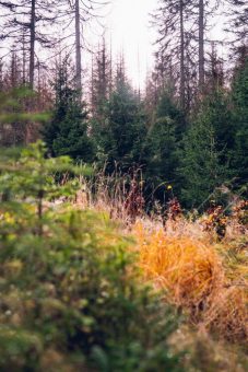 Wanderung zum Molkenhaus
