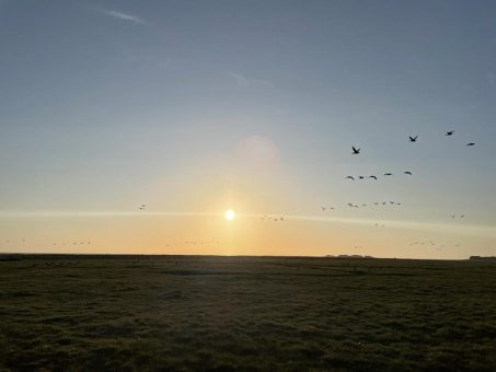 Nationalpark-Haus Carolinensiel präsentiert vielfältiges Programm zu den Zugvogeltagen