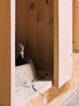 Kooperation mit Tierschutzverein für Stadttauben verlängert