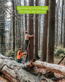 Mühlriegel Monitoring Sommer 2025: 16 Vogelarten, 839 Nachweise – KI-Bioakustik im 5.000 m² Waldschutzgebiet