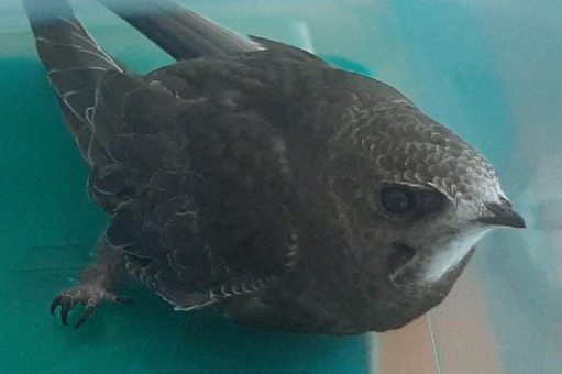 Mauersegler finden neue Heimat an GAMOR