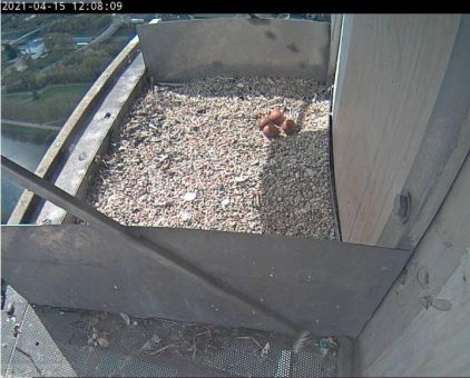 Bald Falkenkinder am Heizkraftwerk Römerbrücke