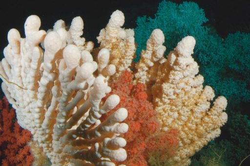 33 Meeresschutzorganisationen fordern: EU muss Tiefseelebensräume (VMEs) vor der Zerstörung durch die Fischerei schützen