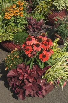 Das Purpurglöckchen – vielfältige Bereicherung in allen Jahreszeiten