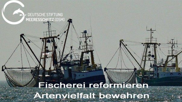 Fischereikommission ICCAT mit Teilerfolgen für den Haischutz