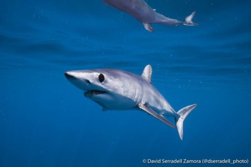 Schutz der Makohaie auf den Südatlantik ausgeweitet