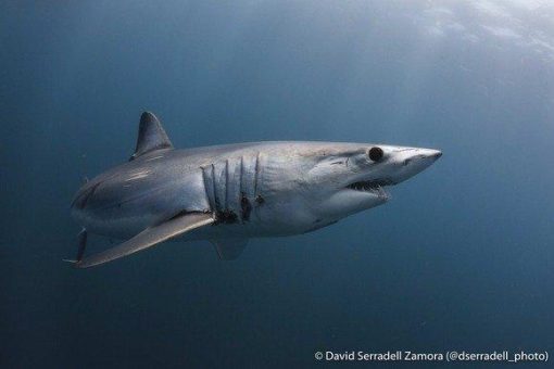 EU stoppt Handel mit Makohaien aus dem Atlantik