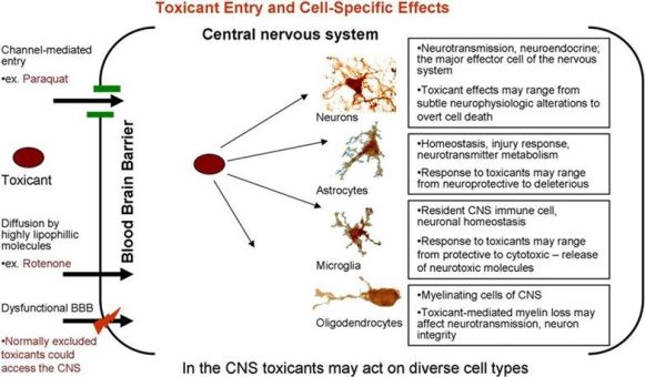 Zusammenhänge zwischen Multipler Chemikalien-Sensitivität (MCS) und Mechanismen neurodegenerativer Krankheiten
