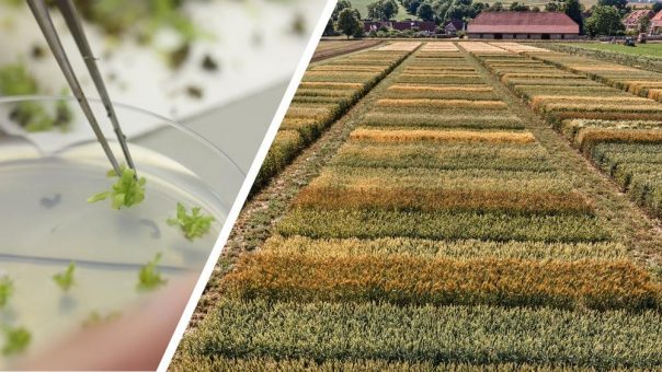 Genome Editing: Pflanzenzüchter in den Startlöchern