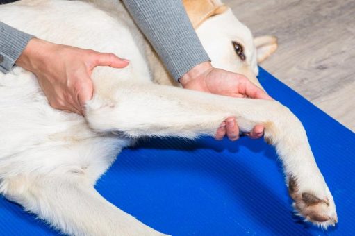 Gelenkschmerzen beim Hund im Winter lindern – sanfte Unterstützung mit dem emmi-pet Physio-Set