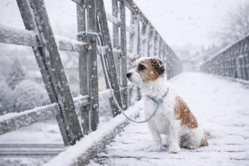 Gut gemeint, schlecht gemacht: Tiere als Weihnachtsgeschenk