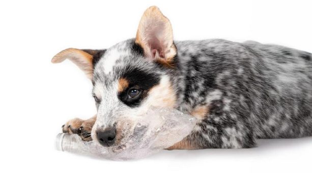 Warum Welpen auf Plastik kauen – Risiken für Zähne & wie du Zahnschäden frühzeitig vermeidest