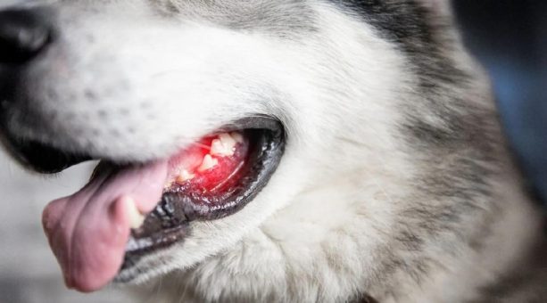 DIY-Zahnpflege beim Hund: TikTok-Trends, Hausmittel & was wirklich gesund ist