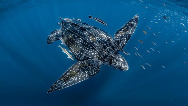 Am 17. Januar tritt das UN-Hochseeschutzabkommen (BBNJ-Abkommen) in Kraft: ein Meilenstein für den Meeresschutz