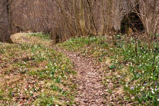 Wandersaison auf dem DonAUwald- Wanderweg eröffnet