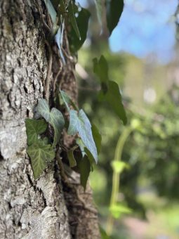 Die leise Kraft des Grünen: Warum Efeu berührt – und in Dennenlohe verzaubert