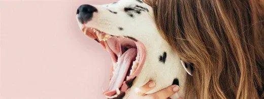 Zahnpflege beim Hund: Warum gesunde Zähne so wichtig sind