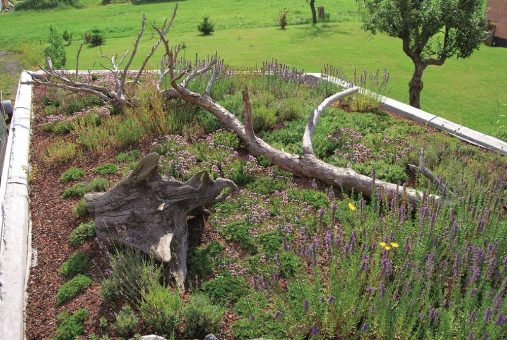“Biodiversität” auf dem Dach