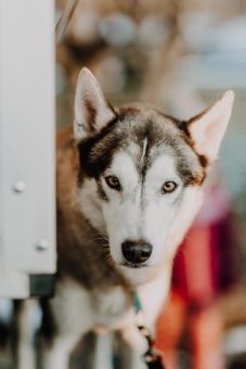 Schlittenhunderennen des Oberharzer Schlittenhunde Adventures fällt leider erneut aus – aufgrund unsicherer Schneelage