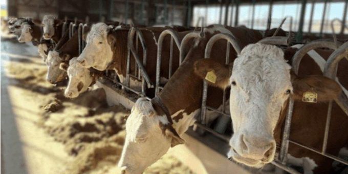 Milchviehfütterung in der Praxis: AVA-Intensivseminar für Tierärzte und Landwirte in Österreich