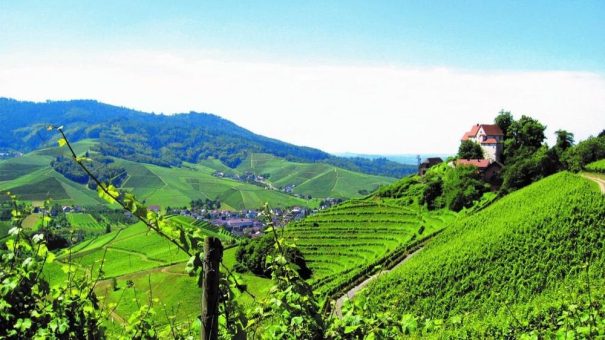 Durbacher Winzer übernehmen Rebfläche