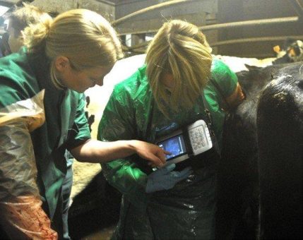 Ultraschall-Workshop für Rindertierärzte: AVA-Fortbildung zur gynäkologischen Sonografie bei Milchkühen