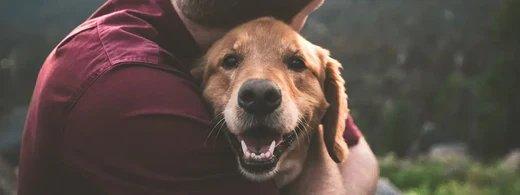 Entzündetes Zahnfleisch beim Hund: Symptome erkennen, richtig behandeln und wirksam vorbeugen