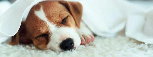 Gesunde Zähne von Anfang an: Warum frühzeitige Zahnpflege beim Welpen lebenslang vor Zahnstein & Entzündungen schützt