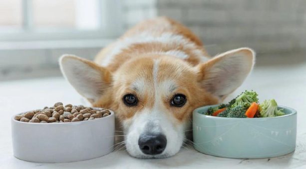 Warum Hunde im Winter schlechter fressen: Ursachen erkennen & Maulkomfort sanft verbessern