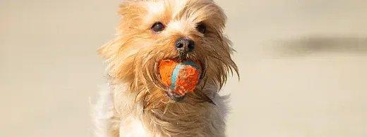 Mundgeruch beim Hund: Warnsignal erkennen und sanft vorbeugen