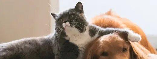 Zahnfleischentzündung bei Katzen erkennen und wirksam vorbeugen