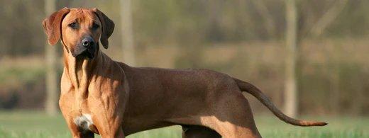 Rhodesian Ridgeback richtig pflegen: Gesundheit, Zahnpflege und Wohlbefinden im Alltag