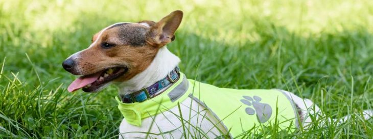 Haustierversicherung für Hund und Katze: Welche Absicherung wirklich sinnvoll ist