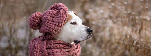 Winterpflege für Hunde: Fell, Pfoten und Haut gesund durch die kalte Jahreszeit