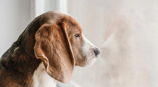 Winterblues beim Hund erkennen und lindern – so bleibt dein Vierbeiner auch im Winter ausgeglichen