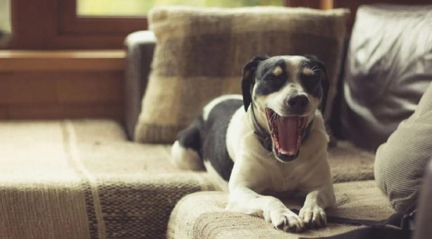 Warum Hunde im Winter häufiger Mundgeruch haben – und wie sanfte Zahnpflege jetzt hilft