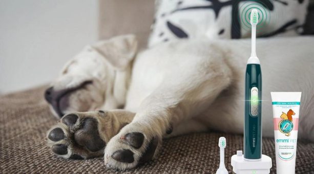 Neues Jahr, neue Routine: Zahnpflege für Hunde als liebevoller Vorsatz für mehr Gesundheit