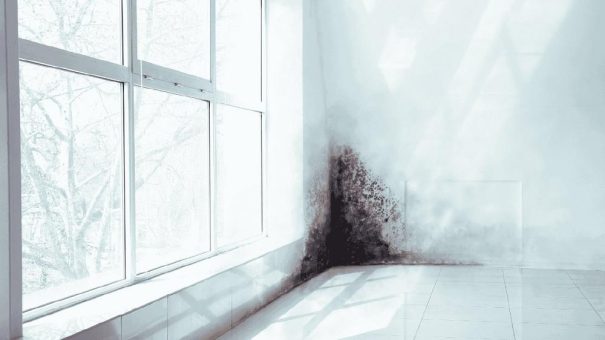 Schimmel in der Wohnung