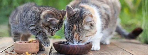 Bettelnde Katze? Diese Lebensmittel sind ungesund oder gefährlich für deinen Stubentiger