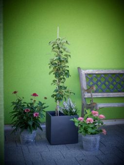 Platzsparende Obstbäume