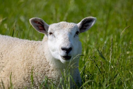 Butjadingen: Osterspaß auf Hof Iggewarden – Buntes Familienprogramm mit Spiel, Spaß und Magie