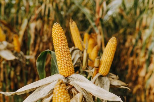 Hauptversammlung der farmsaat AG wählt neuen Aufsichtsrat