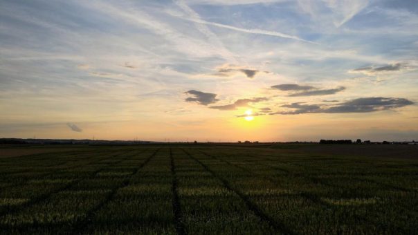 Neue Körnermaissorte FARMALLEZ zugelassen