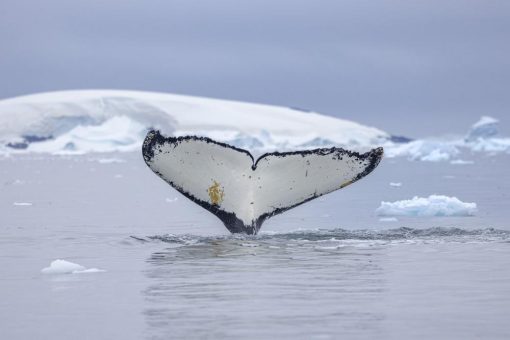 Kreuzfahrt von Kap zu Kap: Für die Forschung Wale beobachten