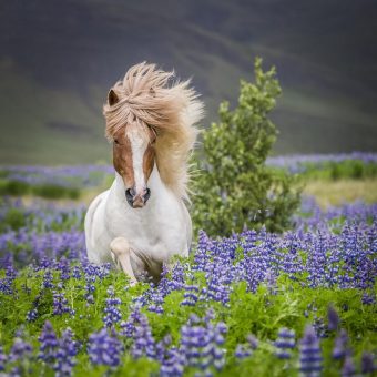Deutschlands Marktführer Island ProTravel: Neues Programm 2026 erstmals mit Familienreise