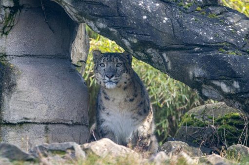 Schneeleoparden live erleben